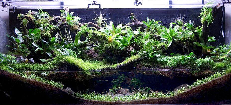 terrarium