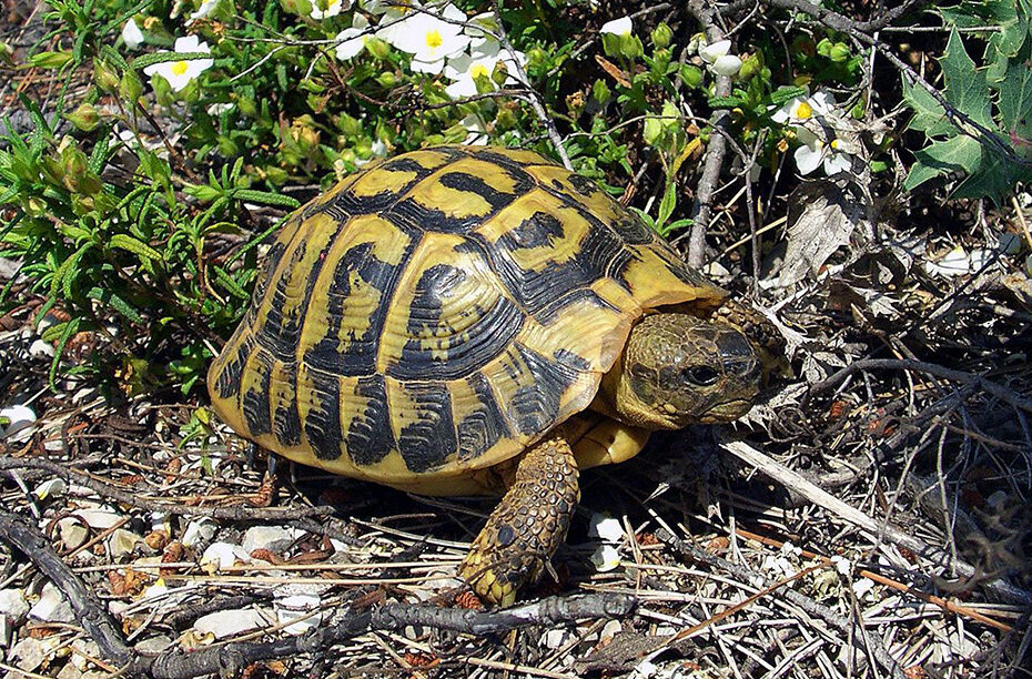 Tortue d'Hermann (Testudo hermanni)