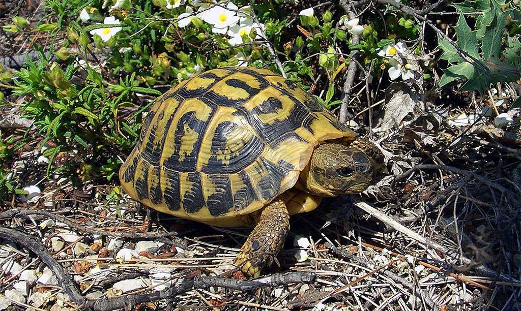 Tortue d'Hermann (Testudo hermanni)